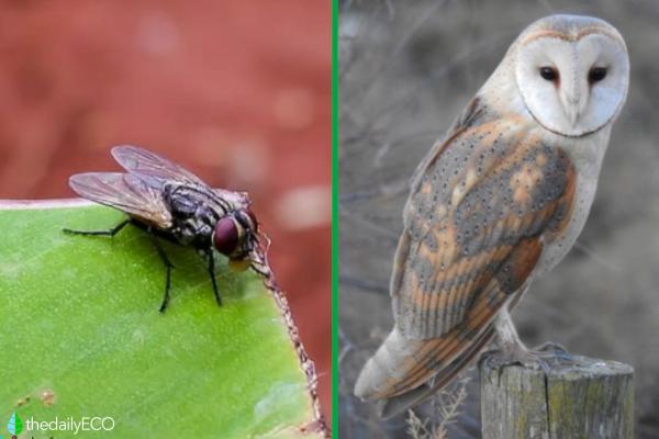 Cosmopolitan Animal Species Distribution -