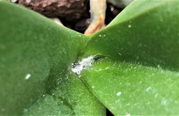 Is Your Aloe Vera Sick? - Causes and Solutions - Cottony mealybug