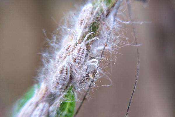 Christmas Cactus Problems - Causes and Treatment - Cottony mealybugs on Christmas cactus