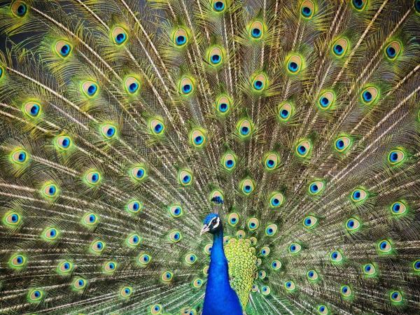 How Birds Reproduce - Stages of Bird Reproduction - Courtship behavior in birds