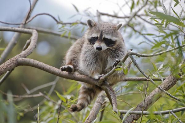 Different Types of Raccoons - Cozumel (Procyon pygmaeus)