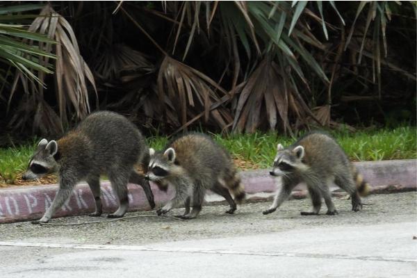 Different Types of Raccoons - Crab-eating raccoon (Procyon cancrivorus)
