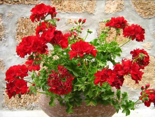 Low Maintenance Plants for Full Sun Gardens - Crane's bill