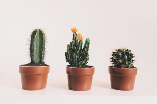 What's the Best Soil for Cacti and Succulents? - Creating the perfect substrate for cacti and succulents
