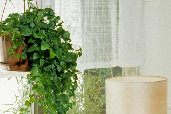 Top Indoor Climbing Plants for Beginners - Creeping Fig (Ficus pumila)