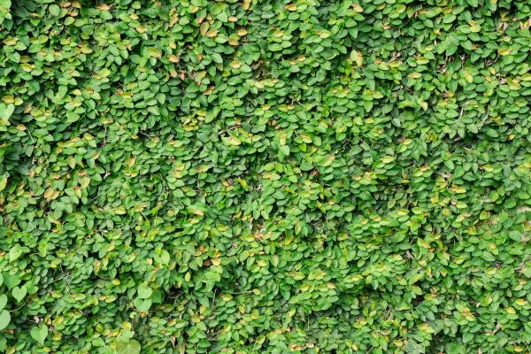 Creeping Fig Plant Care and Propagation - Creeping fig light, temperature and location