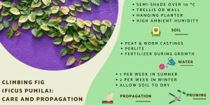 Creeping Fig Plant Care and Propagation