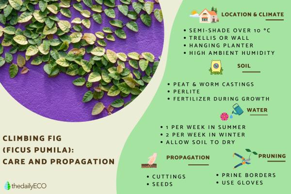 Creeping Fig Plant Care and Propagation