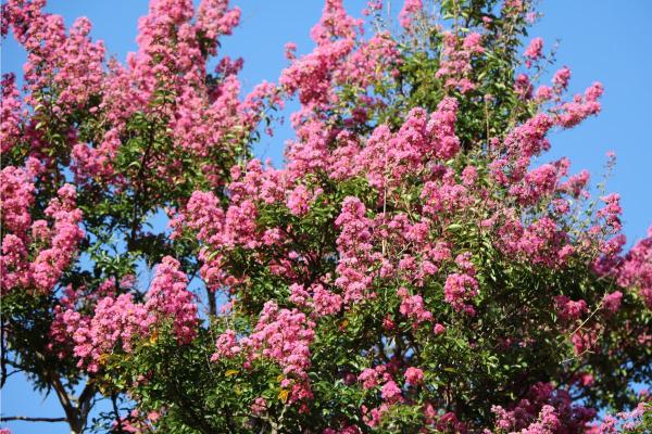Fruit Trees That Have Pink Flowers - Crepe myrtle (Lagerstroemia indica)
