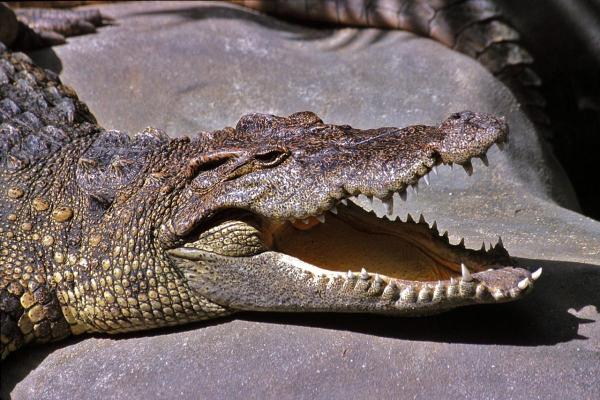 Crocodile Species in Danger of Extinction - Critically endangered Siamese crocodile