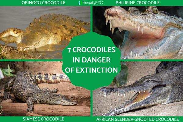 Crocodile Species in Danger of Extinction