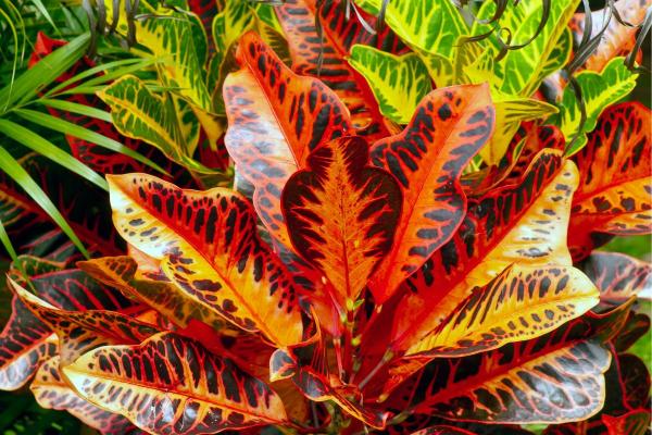 Large and Hardy Indoor Plants - Croton (Codiaeum variegatum)