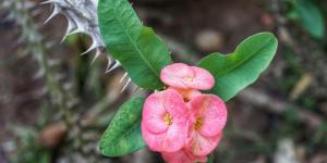 Crown of Thorns Plant - How to Care for a Crown of Thorns