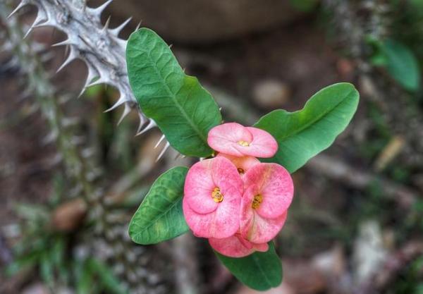 Crown of Thorns Plant - How to Care for a Crown of Thorns