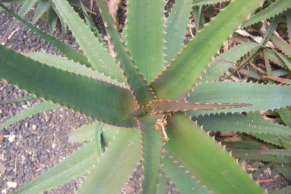 Is Your Aloe Vera Sick? - Causes and Solutions - Crown rot