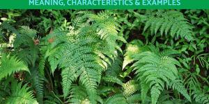 Cryptogamic Plants - Meaning, Characteristics and Examples
