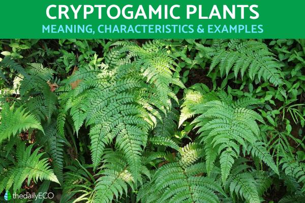 Cryptogamic Plants - Meaning, Characteristics and Examples