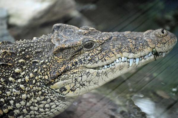 Crocodile Species in Danger of Extinction - Cuban crocodile (Crocodylus rhombifer)