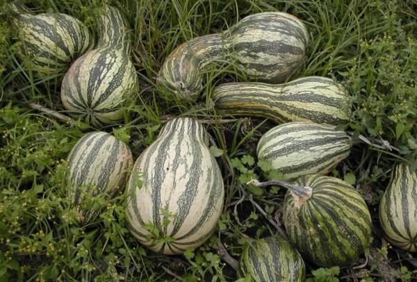 Types of Pumpkins - Big and Small - Cushaw squash (Cucurbita argyrosperma)