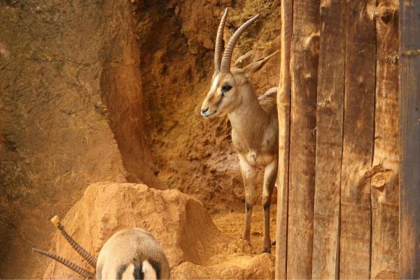 Different Gazelle Species - Cuvier's gazelle (Gazella cuvieri)