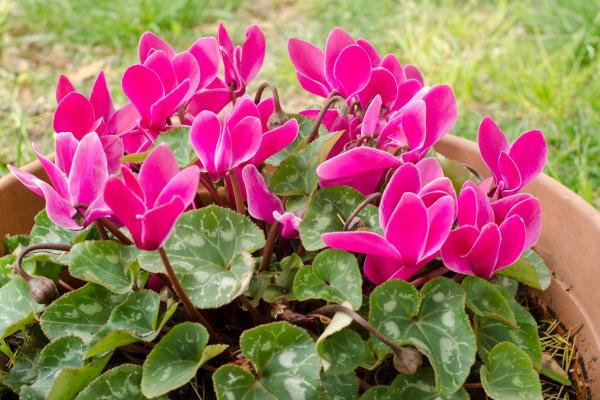 The Best Partial-Shade Plants - Cyclamen