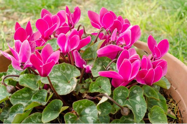Heart-Shaped Leaf Plants - Cyclamen