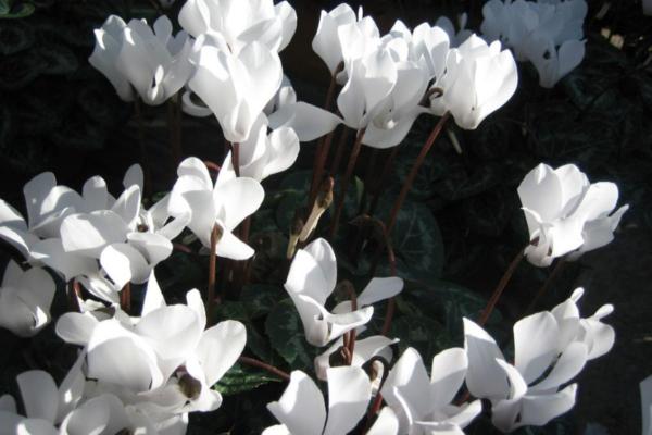 White Flower Plants for the Garden - Cyclamen (Cyclamen)