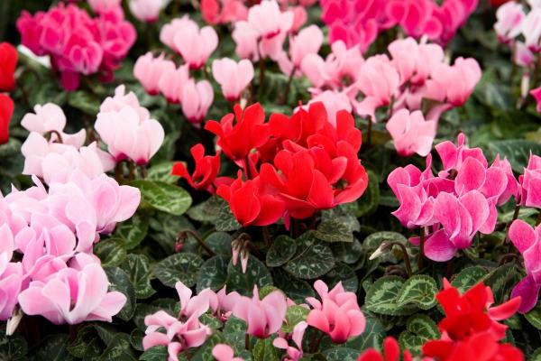 What Are Perennial Plants? - Cyclamen (Cyclamen spp.)