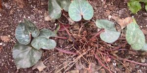 Cyclamen Has Yellow Leaves