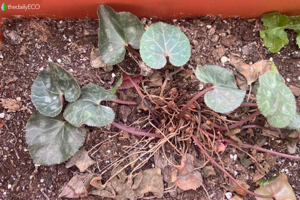 Cyclamen Has Yellow Leaves