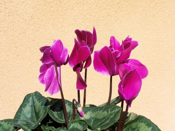 Indoor Plants That Grow in Water - Cyclamen persicum