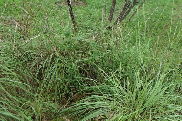 Types of Citronella Plants - Cymbopogon ambiguus