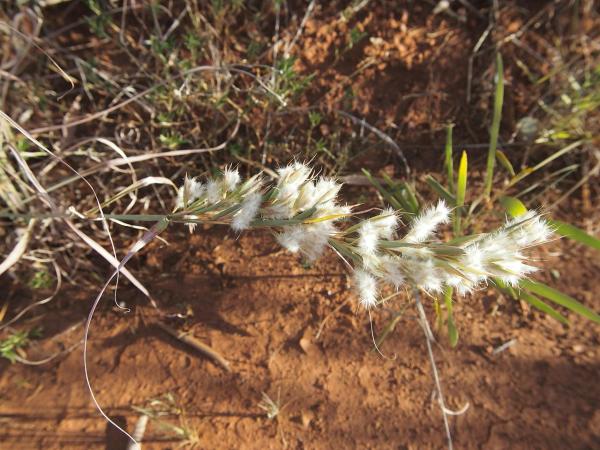 Types of Citronella Plants - Cymbopogon Bombycinus