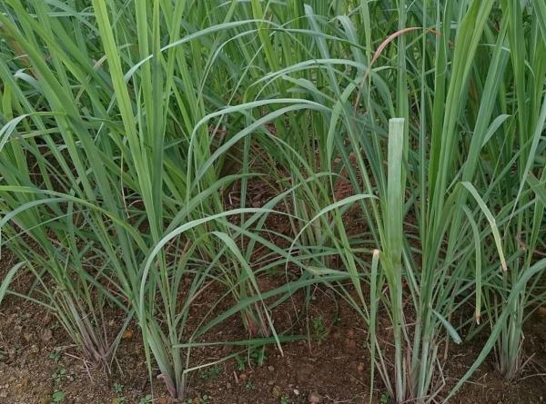 Types of Citronella Plants - Cymbopogon Citratus