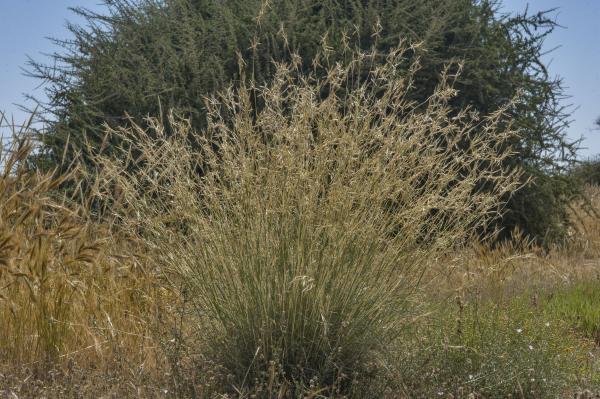 Types of Citronella Plants - Cymbopogon commutatus