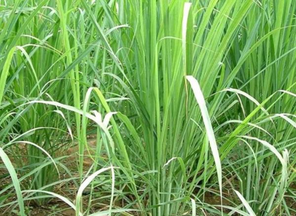 Types of Citronella Plants - Cymbopogon flexuosus