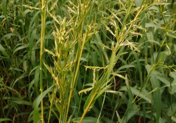 Types of Citronella Plants - Cymbopogon martini