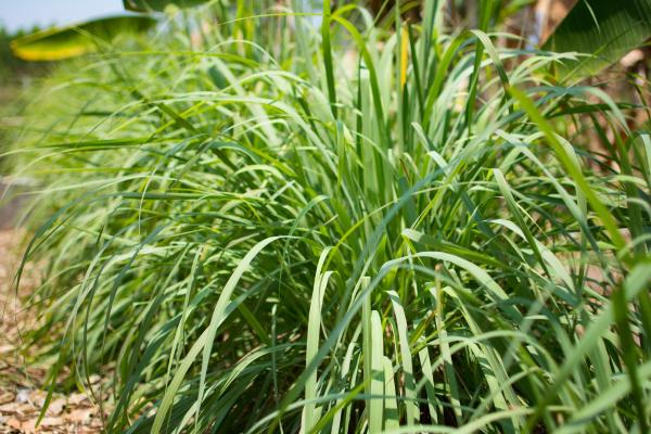 Types of Citronella Plants - Cymbopogon nardus