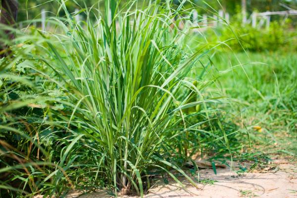 Types of Citronella Plants - Cymbopogon Schoenanthus