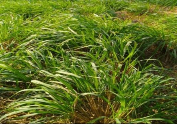 Types of Citronella Plants - Cymbopogon winterianus