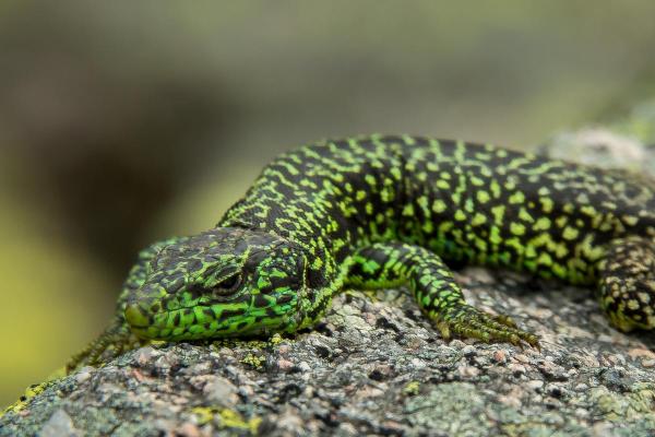 Types of Spanish Lizards - Cyren's rock lizard