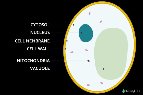 What Is Cytoplasm and Its Function? - Cytoplasm structure