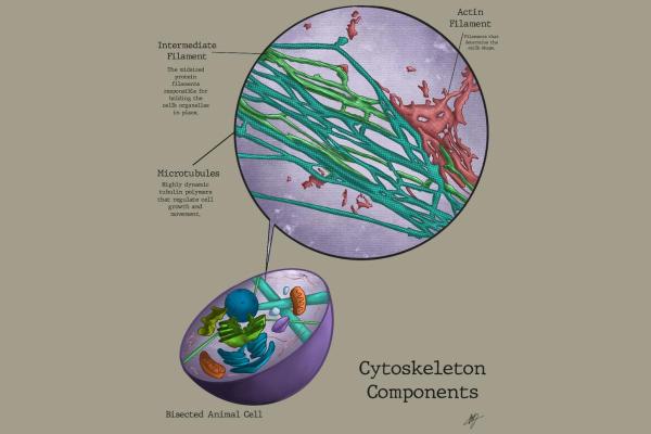 What is the Cytoskeleton and Its Functions? - Cytoskeleton function