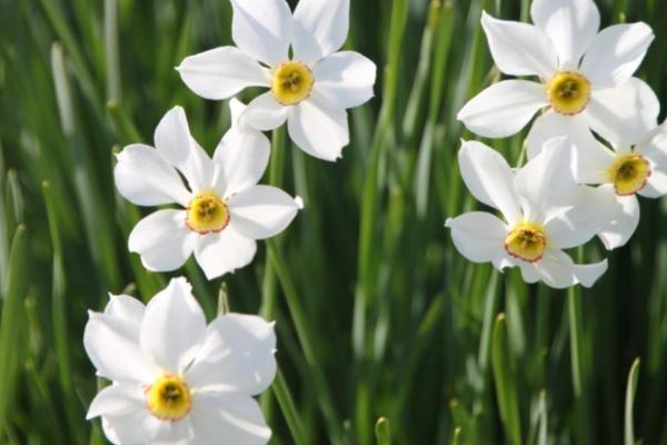 White Flower Plants for the Garden - Daffodil (Narcissus)