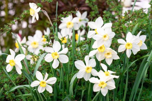 Flowers in Season in March - Daffodils (Narcissus spp.)