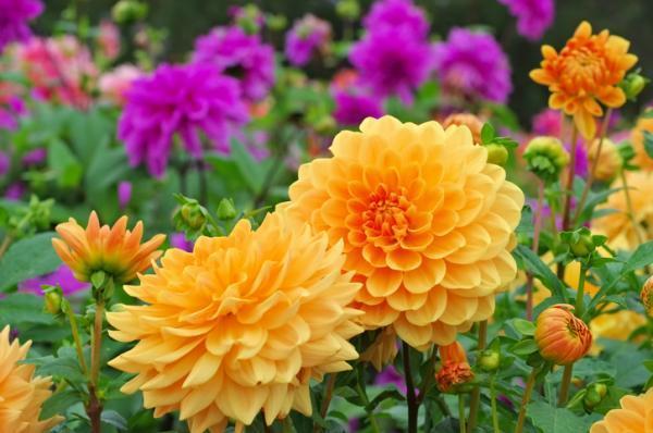 Types of Spring Flower Bulbs - Dahlia
