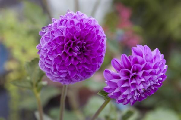 Low Maintenance Plants for Full Sun Gardens - Dahlia