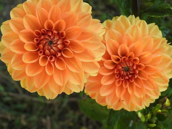 Top 10 Plants with Big Flowers - Dahlia