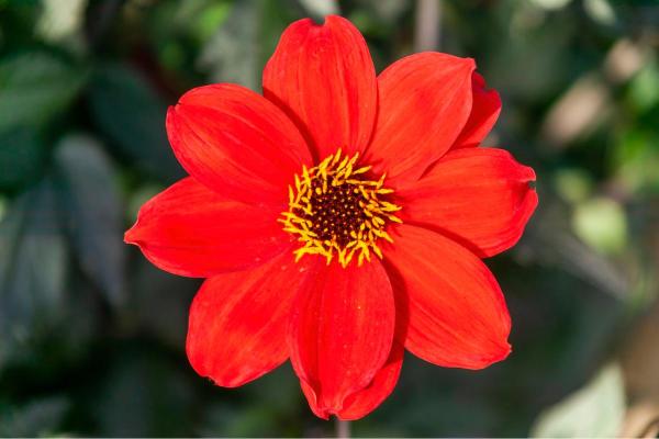 Types of Dahlias - Dahlia Varieties - Dahlia ‘Bishop of Llandaff’