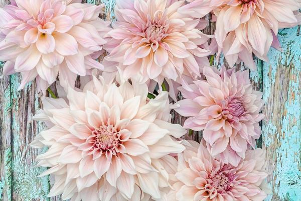 Types of Dahlias - Dahlia Varieties - Dahlia ‘Café au Lait’